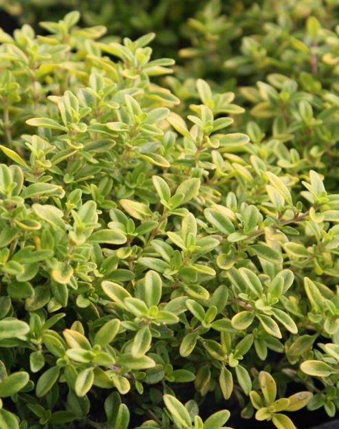 Thymus citriodorus `Golden Dwarf`